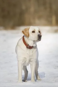Young labrador observing winter grounds in the nature. Stock Photos