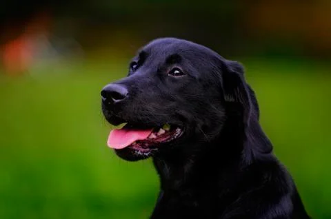 Young Labrador Stock Photos
