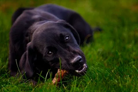 Young Labrador Stock Photos