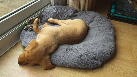 A young labrador puppy asleep on his bed, he is having a vivid dream Stock Footage