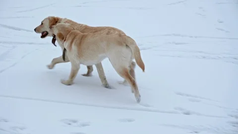 Young labrador retriever teasing her mother, running in the snow Stock Footage 101633730