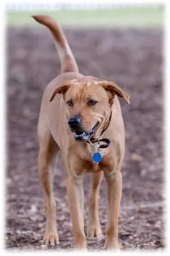 Young Labrador Retrievers Playing Stock Photos