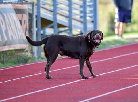 Young Labrador Retrievers Playing Stock Photos