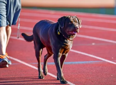 Young Labrador Retrievers Playing Stock Photos