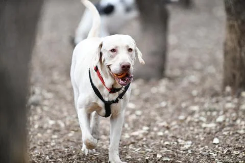 Young Labrador Retrievers Playing Stock Photos