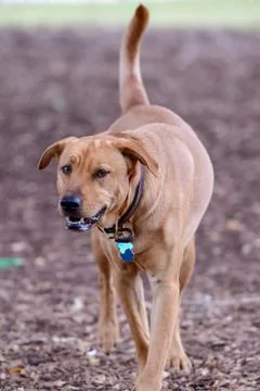 Young Labrador Retrievers Playing Stock Photos