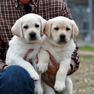 Young Labrador Retrievers Playing Stock Photos