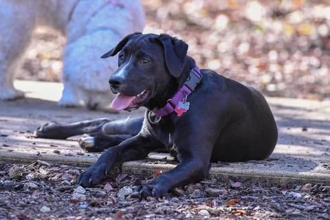 Young Labrador Retrievers Playing Stock Photos