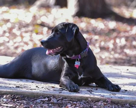 Young Labrador Retrievers Playing Stock Photos