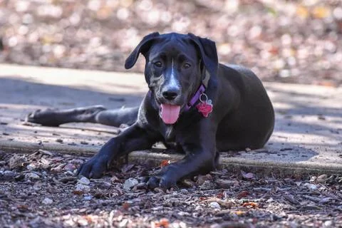 Young Labrador Retrievers Playing Stock Photos