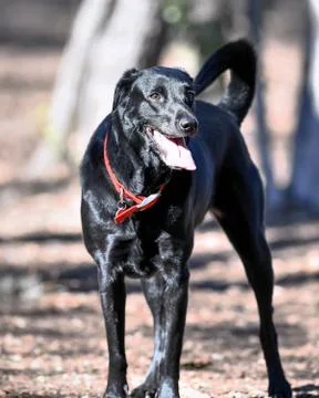 Young Labrador Retrievers Playing Stock Photos