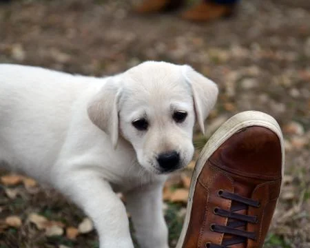 Young Labrador Retrievers Playing Stock Photos