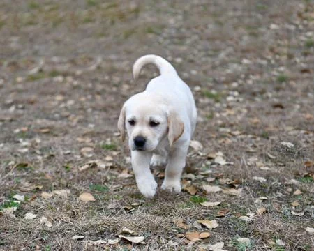 Young Labrador Retrievers Playing Stock Photos
