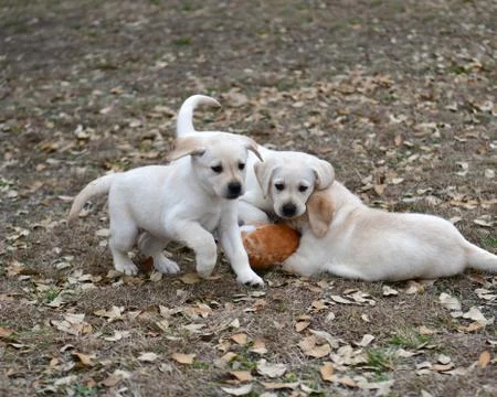 Young Labrador Retrievers Playing Stock Photos
