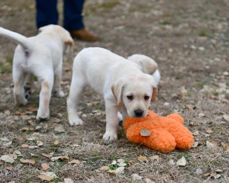Young Labrador Retrievers Playing Stock Photos