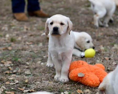 Young Labrador Retrievers Playing Stock Photos