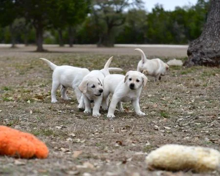 Young Labrador Retrievers Playing Stock Photos