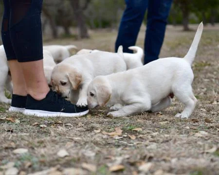 Young Labrador Retrievers Playing Stock Photos