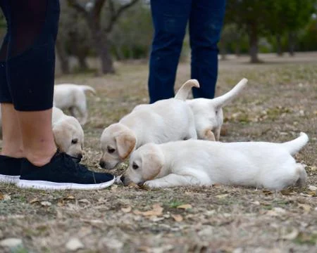 Young Labrador Retrievers Playing Stock Photos