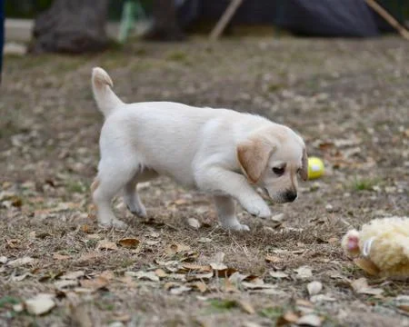 Young Labrador Retrievers Playing Stock Photos