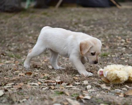 Young Labrador Retrievers Playing Stock Photos