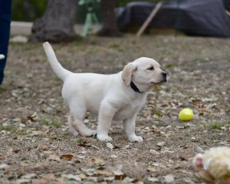Young Labrador Retrievers Playing Stock Photos