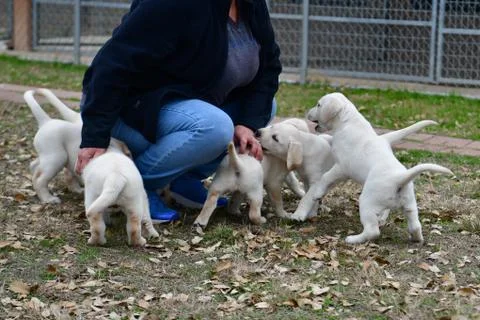 Young Labrador Retrievers Playing Stock Photos