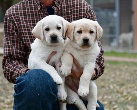 Young Labrador Retrievers Playing Stock Photos