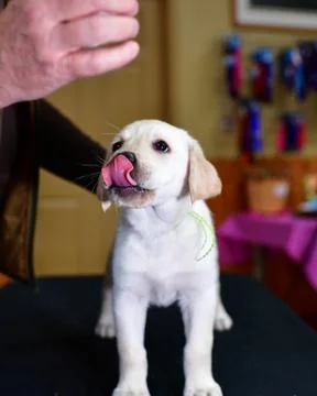 Young Labrador Retrievers Playing Stock Photos