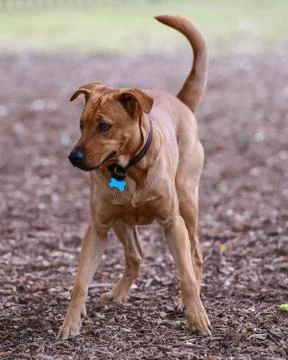 Young Labrador Retrievers Playing Stock Photos