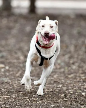 Young Labrador Retrievers Playing Stock Photos