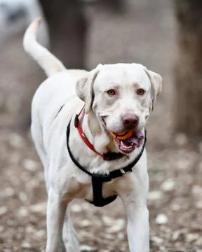 Young Labrador Retrievers Playing Stock Photos