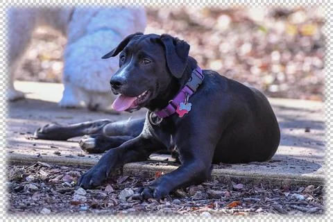 Young Labrador Retrievers Playing Stock Photos