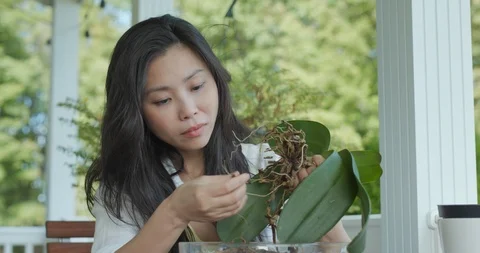 Young Lady Repots Her Beautiful Plants Stock Footage 116589445