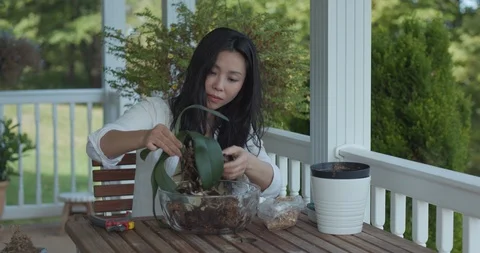 Young Lady Repots Plants Stock Footage 116590008