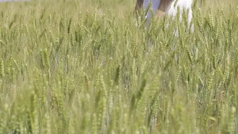 Young lady stays in wheat field. Stock Footage
