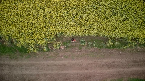 Young Lady Violin Player Practicing in Nature Top Down Push In Shot Vidéo 289670031
