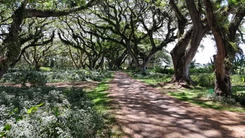 Young lady is walking along a magic forest path in East Java, Indonesia Stock Footage 316194641