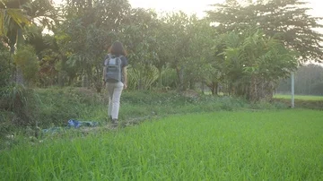 Young lady walking close to paddy field Stock Footage 85700617