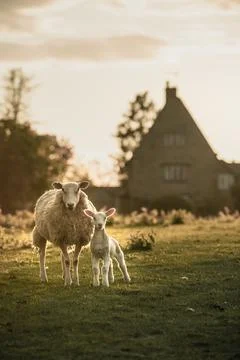Young lamb and mother with the farmhouse in the background in Oxfordshire, Stock Photos