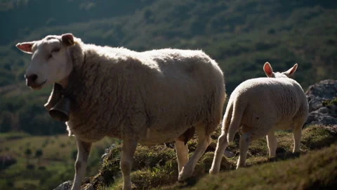 Young lamb attempting to suckle milk from its mother ewe as she grazes and .. Stock Footage 346711457