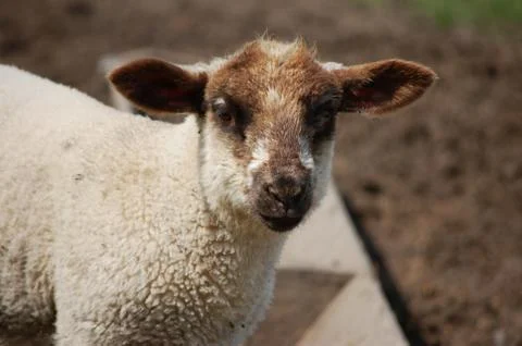 Young lamb with brown ears and nose Stock Photos