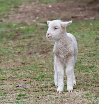 Young lamb on the farm Stock Photos