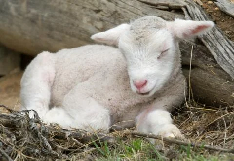 Young lamb on the farm Stock Photos