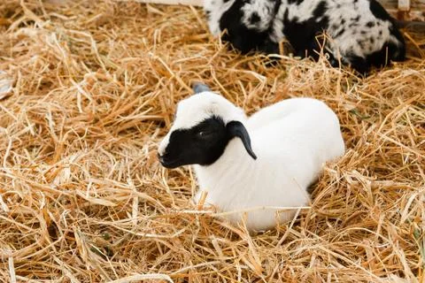 Young lamb in farm Stock Photos