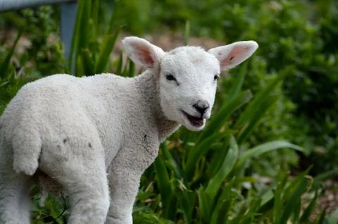 A young lamb in the field Stock Photos