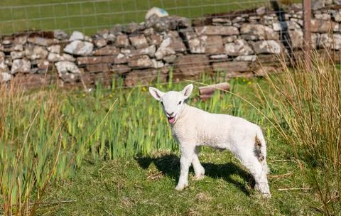 A young Lamb looking at the camera Stock Photos