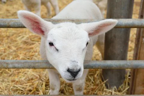 Young lamb looking at the viewer Stock-Fotos