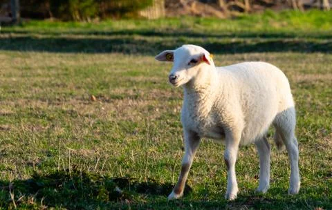 Young lamb on the meadow Stock Photos