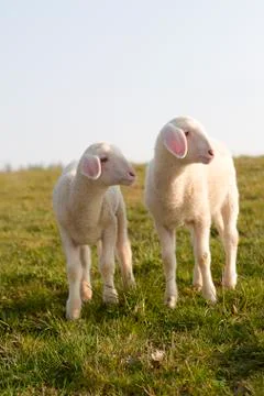 Young lamb on a meadow in springtime Stock Photos